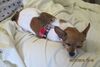 Filename=20150517_005.jpg
Filesize=231KiB
Dimensions=2048x1374
Date added=Mar 03, 2017 20150517_005.jpg