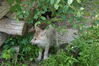 Filename=20150620_010.jpg
Filesize=549KiB
Dimensions=2047x1360
Date added=Dec 29, 2015 20150620_010.jpg