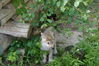 Filename=20150620_012.jpg
Filesize=494KiB
Dimensions=2047x1360
Date added=Dec 29, 2015 20150620_012.jpg