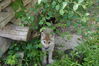 Filename=20150620_013.jpg
Filesize=481KiB
Dimensions=2047x1360
Date added=Dec 29, 2015 20150620_013.jpg