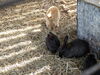 Filename=20150620_018.jpg
Filesize=1060KiB
Dimensions=2048x1536
Date added=Dec 29, 2015 20150620_018.jpg