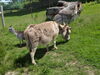 Filename=20150620_034.jpg
Filesize=1210KiB
Dimensions=2048x1536
Date added=Dec 29, 2015 20150620_034.jpg