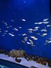 Filename=20151231_010.jpg
Filesize=384KiB
Dimensions=1536x2048
Date added=Apr 03, 2016 20151231_010.jpg