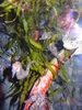 Filename=20151231_017.jpg
Filesize=654KiB
Dimensions=1536x2048
Date added=Apr 03, 2016 20151231_017.jpg