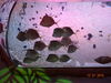 Filename=20151231_026.jpg
Filesize=373KiB
Dimensions=2048x1536
Date added=Apr 03, 2016 20151231_026.jpg