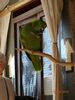 Filename=20160319_019.jpg
Filesize=346KiB
Dimensions=1536x2048
Date added=Sep 25, 2016 20160319_019.jpg