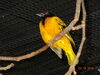 Filename=20160319_046.jpg
Filesize=446KiB
Dimensions=2048x1536
Date added=Sep 25, 2016 20160319_046.jpg
