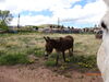 Filename=20160605_021.jpg
Filesize=875KiB
Dimensions=2048x1536
Date added=Sep 25, 2016 20160605_021.jpg