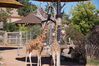 Filename=20160917_007.jpg
Filesize=876KiB
Dimensions=2047x1360
Date added=Mar 25, 2017 20160917_007.jpg