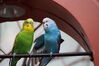 Filename=20160917_070.jpg
Filesize=299KiB
Dimensions=2047x1360
Date added=Mar 25, 2017 20160917_070.jpg