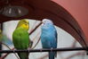 Filename=20160917_071.jpg
Filesize=288KiB
Dimensions=2047x1360
Date added=Mar 25, 2017 20160917_071.jpg