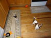 Filename=20161021_047.jpg
Filesize=565KiB
Dimensions=2048x1536
Date added=Dec 19, 2018 20161021_047.jpg