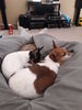 Filename=20161119_001.jpg
Filesize=398KiB
Dimensions=1536x2048
Date added=Dec 19, 2018 20161119_001.jpg