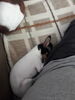 Filename=20161125_003.jpg
Filesize=266KiB
Dimensions=1536x2048
Date added=Dec 19, 2018 20161125_003.jpg