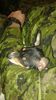 Filename=20161129_002.jpg
Filesize=485KiB
Dimensions=1152x2048
Date added=Dec 19, 2018 20161129_002.jpg