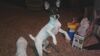 Filename=20161203_008.jpg
Filesize=243KiB
Dimensions=1280x720
Date added=Dec 22, 2018 20161203_008.jpg