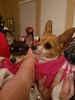 Filename=20161221_004.jpg
Filesize=353KiB
Dimensions=1536x2048
Date added=Dec 22, 2018 20161221_004.jpg