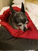 Filename=20170130_002.jpg
Filesize=450KiB
Dimensions=1536x2048
Date added=Dec 20, 2018 20170130_002.jpg