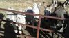 Filename=20170211_030.jpg
Filesize=399KiB
Dimensions=2048x1152
Date added=Dec 22, 2018 20170211_030.jpg