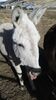 Filename=20170211_032.jpg
Filesize=407KiB
Dimensions=1152x2048
Date added=Dec 22, 2018 20170211_032.jpg