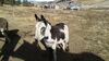 Filename=20170211_035.jpg
Filesize=542KiB
Dimensions=2048x1152
Date added=Dec 22, 2018 20170211_035.jpg
