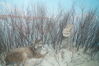 Filename=20170330_030.jpg
Filesize=721KiB
Dimensions=2047x1360
Date added=Dec 22, 2018 20170330_030.jpg