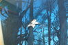 Filename=20170330_035.jpg
Filesize=538KiB
Dimensions=2047x1360
Date added=Dec 22, 2018 20170330_035.jpg