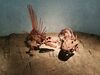Filename=20170330_071.jpg
Filesize=527KiB
Dimensions=2048x1536
Date added=Dec 22, 2018 20170330_071.jpg