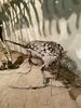 Filename=20170330_074.jpg
Filesize=587KiB
Dimensions=1536x2048
Date added=Dec 22, 2018 20170330_074.jpg