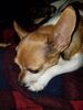 Filename=20170505_002.jpg
Filesize=551KiB
Dimensions=1536x2048
Date added=Dec 22, 2018 20170505_002.jpg