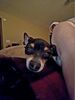 Filename=20170505_003.jpg
Filesize=172KiB
Dimensions=1536x2048
Date added=Dec 22, 2018 20170505_003.jpg