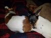 Filename=20170505_005.jpg
Filesize=522KiB
Dimensions=2048x1536
Date added=Dec 22, 2018 20170505_005.jpg