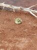 Filename=20170506_012.jpg
Filesize=454KiB
Dimensions=1536x2048
Date added=Dec 22, 2018 20170506_012.jpg