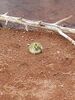 Filename=20170506_013.jpg
Filesize=435KiB
Dimensions=1536x2048
Date added=Dec 22, 2018 20170506_013.jpg