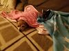 Filename=20170516_002.jpg
Filesize=394KiB
Dimensions=2048x1536
Date added=Dec 22, 2018 20170516_002.jpg