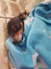 Filename=20170517_010.jpg
Filesize=318KiB
Dimensions=1536x2048
Date added=Dec 22, 2018 20170517_010.jpg