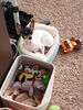 Filename=20170519_003.jpg
Filesize=669KiB
Dimensions=1536x2048
Date added=Dec 22, 2018 20170519_003.jpg