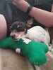 Filename=20170523_001.jpg
Filesize=365KiB
Dimensions=1536x2048
Date added=Dec 22, 2018 20170523_001.jpg