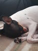 Filename=20170523_003.jpg
Filesize=300KiB
Dimensions=1536x2048
Date added=Dec 22, 2018 20170523_003.jpg