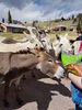 Filename=20170528_011.jpg
Filesize=800KiB
Dimensions=1536x2048
Date added=Dec 22, 2018 20170528_011.jpg