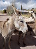Filename=20170528_012.jpg
Filesize=800KiB
Dimensions=1536x2048
Date added=Dec 22, 2018 20170528_012.jpg
