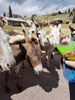 Filename=20170528_013.jpg
Filesize=855KiB
Dimensions=1536x2048
Date added=Dec 22, 2018 20170528_013.jpg