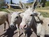 Filename=20170528_018.jpg
Filesize=596KiB
Dimensions=2048x1536
Date added=Dec 22, 2018 20170528_018.jpg