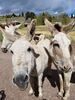 Filename=20170528_020.jpg
Filesize=851KiB
Dimensions=1536x2048
Date added=Dec 22, 2018 20170528_020.jpg