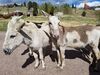 Filename=20170528_021.jpg
Filesize=908KiB
Dimensions=2048x1536
Date added=Dec 22, 2018 20170528_021.jpg