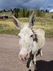 Filename=20170528_024.jpg
Filesize=678KiB
Dimensions=1536x2048
Date added=Dec 22, 2018 20170528_024.jpg