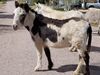 Filename=20170528_025.jpg
Filesize=700KiB
Dimensions=2048x1536
Date added=Dec 22, 2018 20170528_025.jpg
