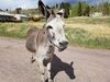 Filename=20170528_026.jpg
Filesize=855KiB
Dimensions=2048x1536
Date added=Dec 22, 2018 20170528_026.jpg