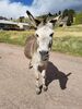Filename=20170528_027.jpg
Filesize=908KiB
Dimensions=1536x2048
Date added=Dec 22, 2018 20170528_027.jpg