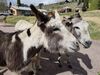 Filename=20170528_028.jpg
Filesize=823KiB
Dimensions=2048x1536
Date added=Dec 22, 2018 20170528_028.jpg